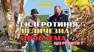 картинка: СКЛЕРОТИНІЯ: Тихий вбивця врожаю… Чи є спасіння ?