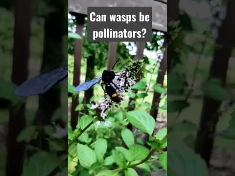 Video: Är getingar pollinerare – Lär dig om pollinering av getingar i trädgårdar