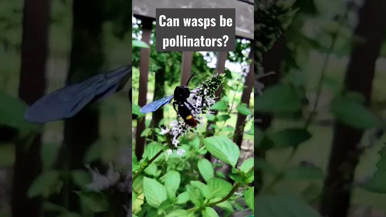 Can wasps be pollinators?