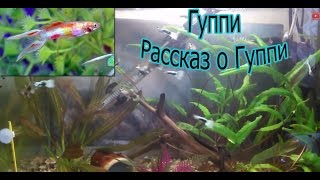 Гуппи (Рассказ о Гуппи|Аквариумные рыбки)(Охлаждение воды http://youtu.be/vWAmDRgr40w Разведение Живородок http://youtu.be/byVUf_sqcF0 Запуск аквариума http://youtu.be/Pq_jvWdrXEw ..., 2014-08-05T07:34:04.000Z)