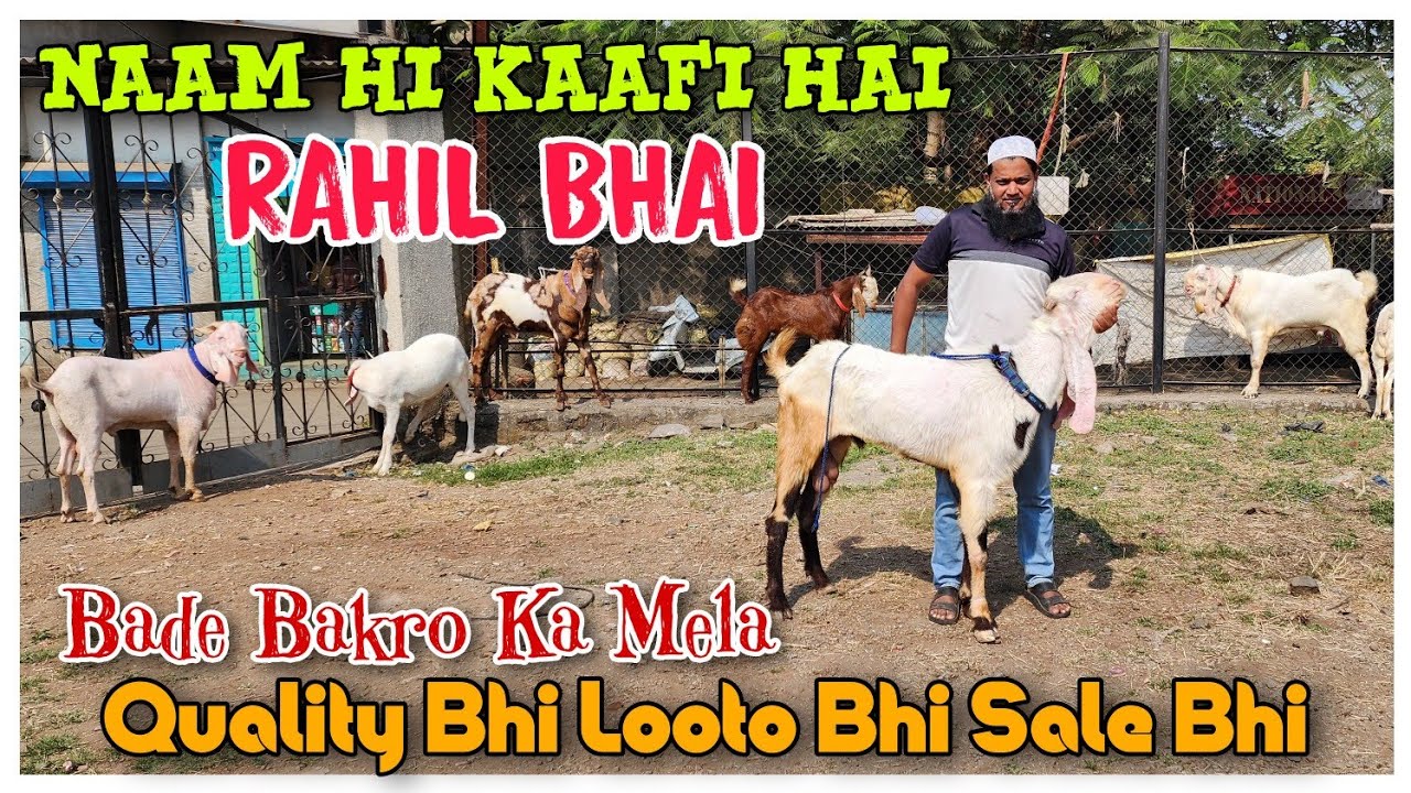 Bade Bakro Ka Mela Quality Bhi Looto Bhi | RAHIL BHAI Ka Dhamaka Sale ...