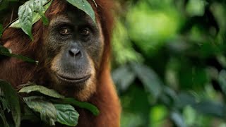 From SUMATRA, JAVA, BALI to KOMODO - Our trip to Indonesia | Trailer | Cinematic Travel Video