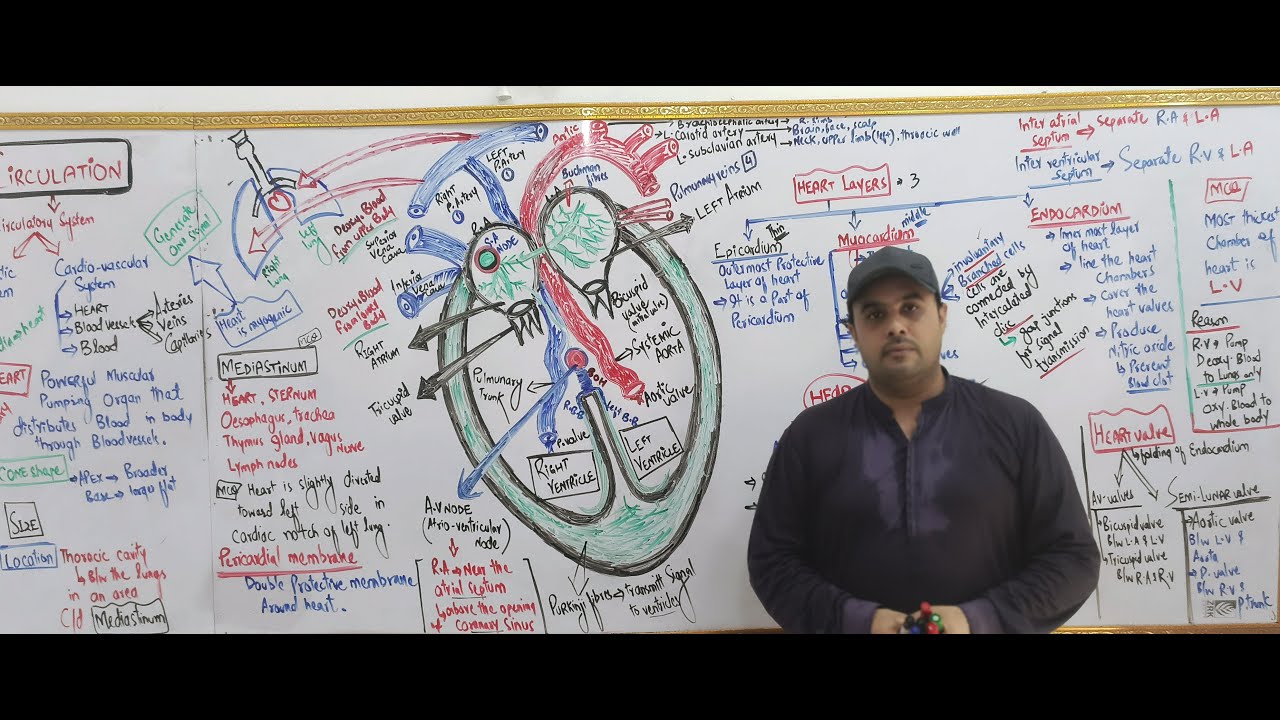 LEC : 01 |Human Heart Part 1 / 1st year Biology / Prof: M Sajjad Khan /
