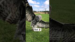 The secret behind the owl’s Silent Flight😁 #animals#owl #funny #owllovers #foryou