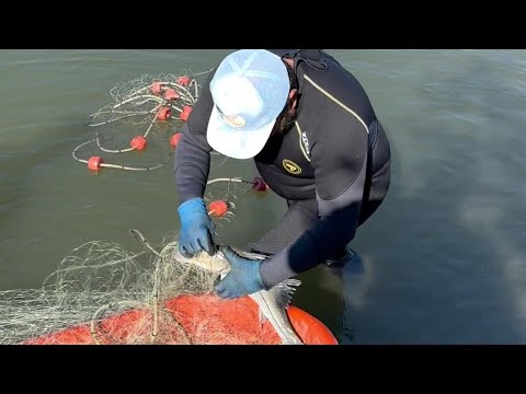 Pura pesca de Róbalos