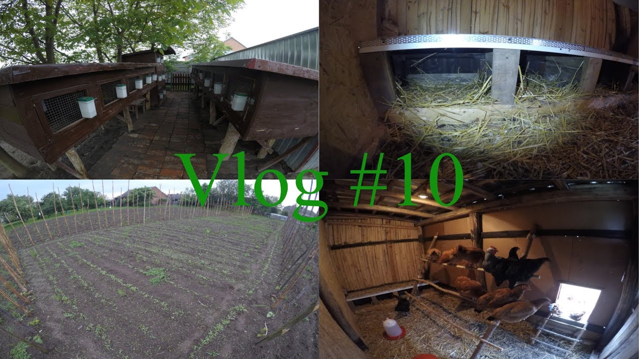 Wielki deszcz / wybieg dla kur, królików / buraki pastewne / kury / króliki Vlog #10