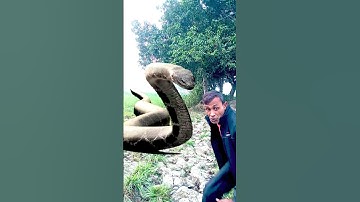 Anaconda Snake in real life P61 #short #shorts #snake #python #snakes #nagin #anaconda #bigsnake