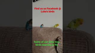 Hand reared silly tame baby love birds learning to fly,