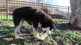 Funny Dog Reacting to Squeaky Toy @TarasKulFarm