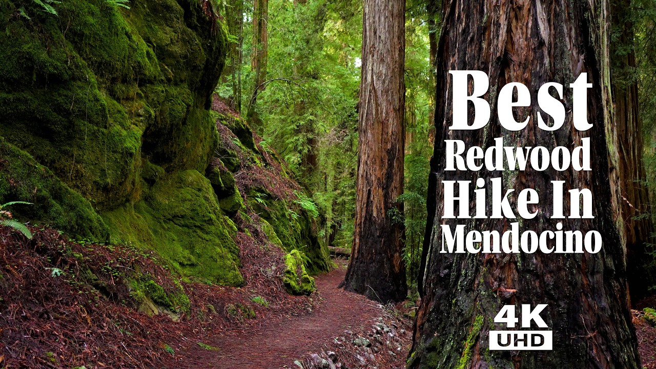 Rugged Redwood Ramble Through The Best Redwood Hike In Mendocino County!