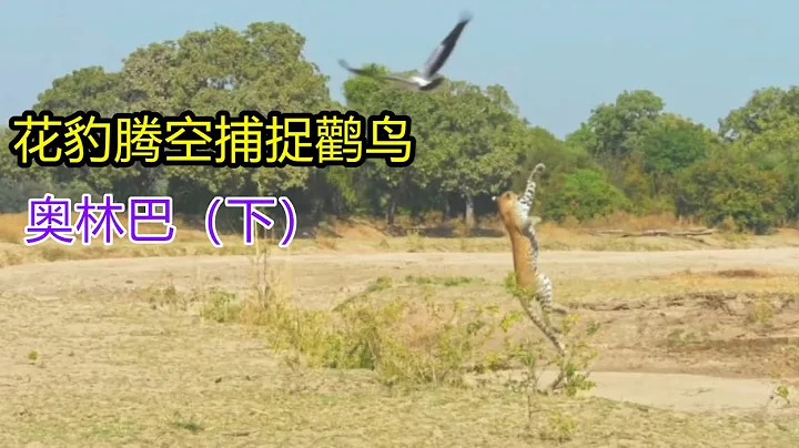 花豹妈妈教训孩子，不慎将小花豹眼睛挠瞎。小花豹坚强存活了下来。 - 天天要闻