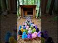 Cicicuit Ayam Warna Warni Lucu #shortvideo #comedy #funny
