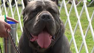 Corso Corso 2019 Toledo Kennel Club