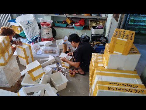 Video Giao Đơn Hàng Cá Kiểng Đi Các Tỉnh, Các dòng cá cảnh,... - youtube