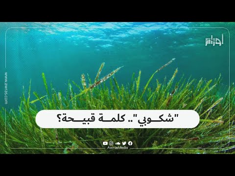 يعتقد كثيرون أنها كلمة مبتذلة ماذا تعني كلمة شكوبي شاهد الفيديو