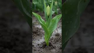 The incredible life cycle of a fallen tulip @FastTimeLapse