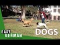 Dogs Super Easy German 9 
