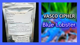 Vasco cipher - Blue Lobster | First look 