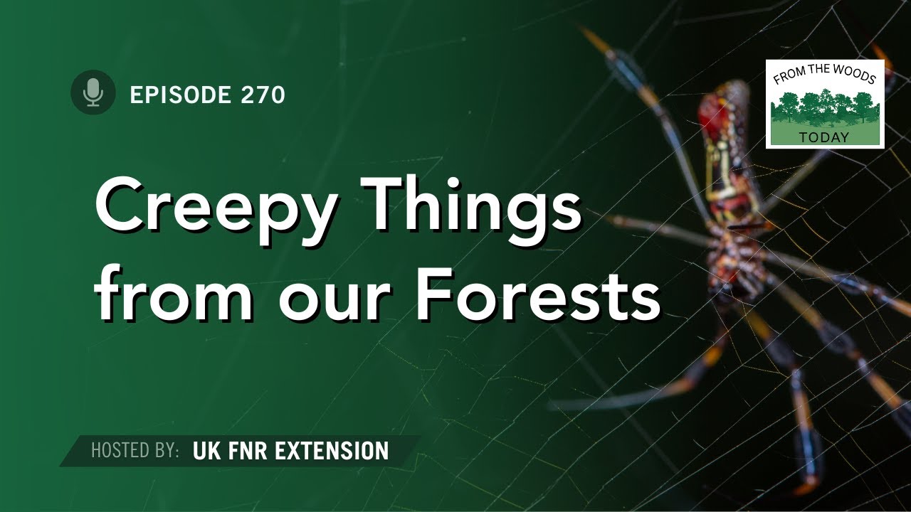 Creepy Things From Our Forests - From the Woods Today - Episode 270