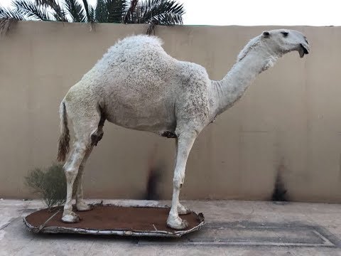 تحنيط الناقة خزامة بعد نفوقها بعد رفض بيعها بمبلغ ٣٠ مليون حبا لها