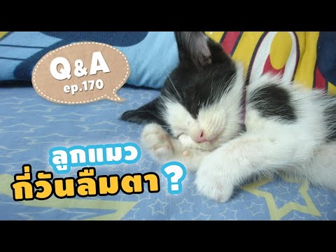 ลูกแมวกี่วันถึงจะลืมตา