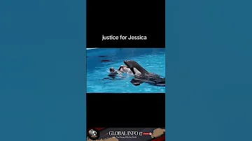 Jessica Radcliffe The Orca Attack That Shocked The World 