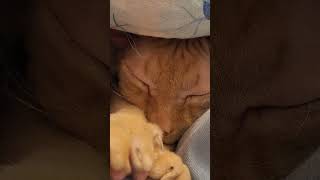 Сфинкс ушёл на зимовку под  одеялко 😍#кот#сфинкс#subscribe #милота#котики #newvideo#subscriber