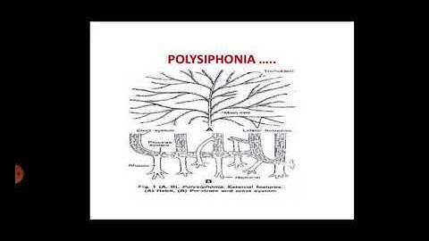 Polysiphonia Part 2...Sexual reproduction.      B.Sc part 1 ...Botany lecture