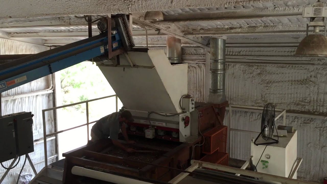 American Basketflower | Native Pollinator Plant