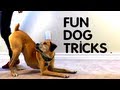 Teach Your Dog 8 Fun Tricks using Clicker Training Teach Your Dog 8 Fun Tricks using Clicker Training