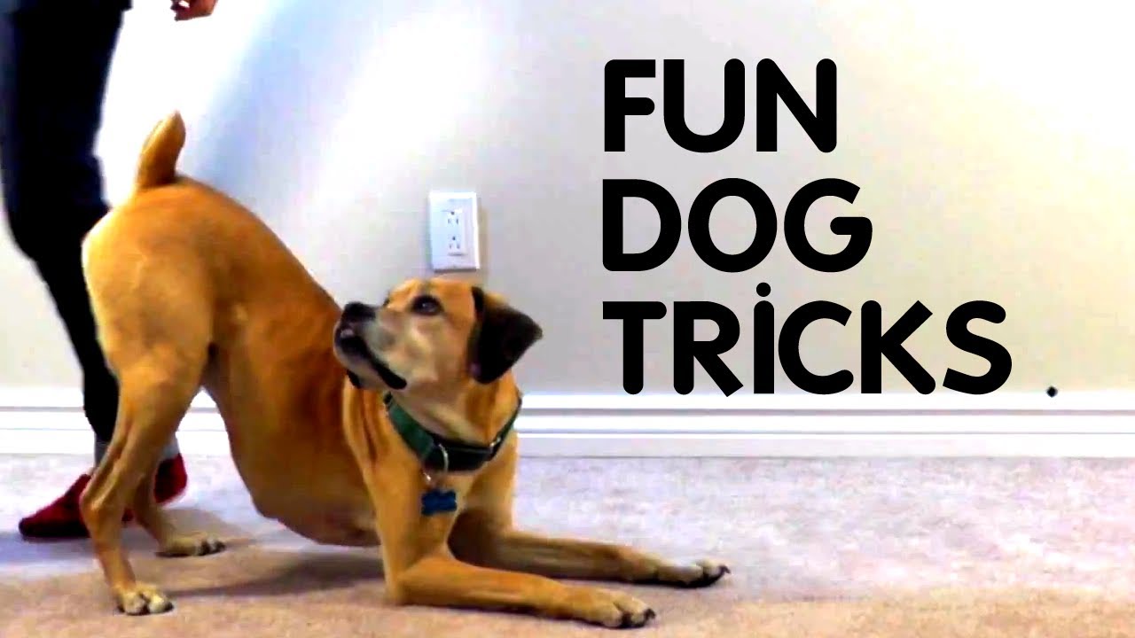 Dog new tricks. Dog Tricks. Puppy Dog Training Tricks приложение. Teach Dog Tricks. A fun Trick.