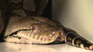 2013 Guinness Worlds Largest Snake in Captivity in the world, MEDUSA at The Edge of Hell