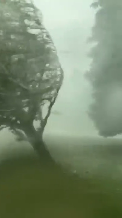Strong Wind Storm Topples Trees
