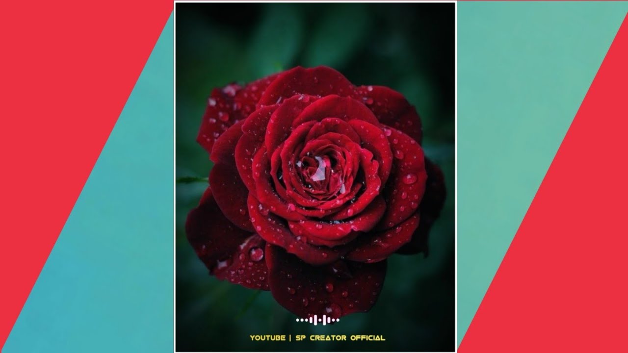 Rose Day Whatsapp Status || Happy Rose Day Status || 7 February Status || Romantic Whatsapp Status