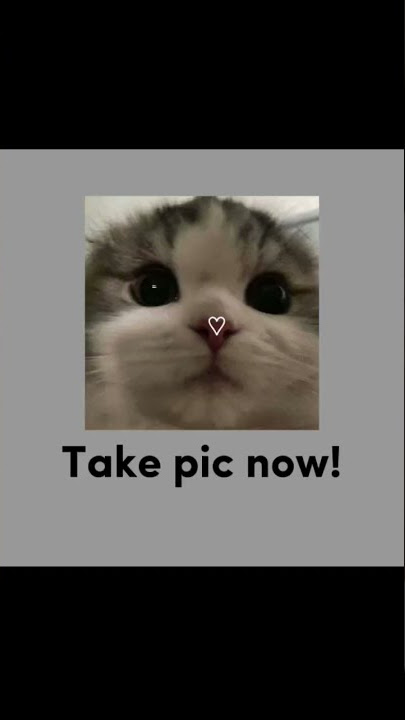 Adorable Cat Pfp For Your Discord etc 