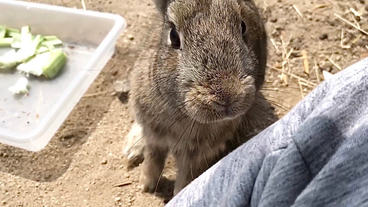 Pampered Rabbit Pampered rabbit that really likes humans too much - YouTube