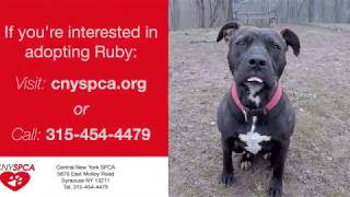 Meet Ruby - **ADOPTED**