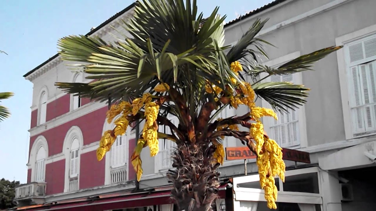 дерево 30 4 2013