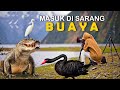 Ketika BUAYA &amp; BANGAU Bersaing Berburu IKAN Di Rawa  @R88