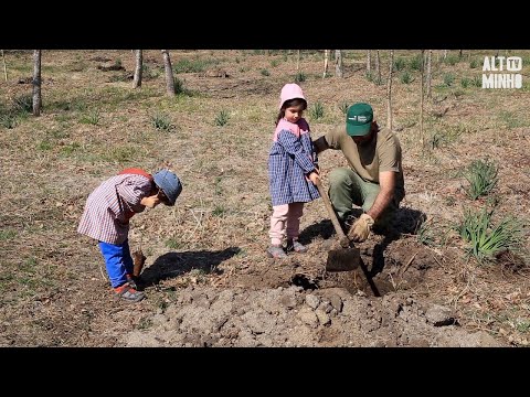 Crianças e idosos plantam 400 carvalhos em Paredes de Coura | Altominho TV