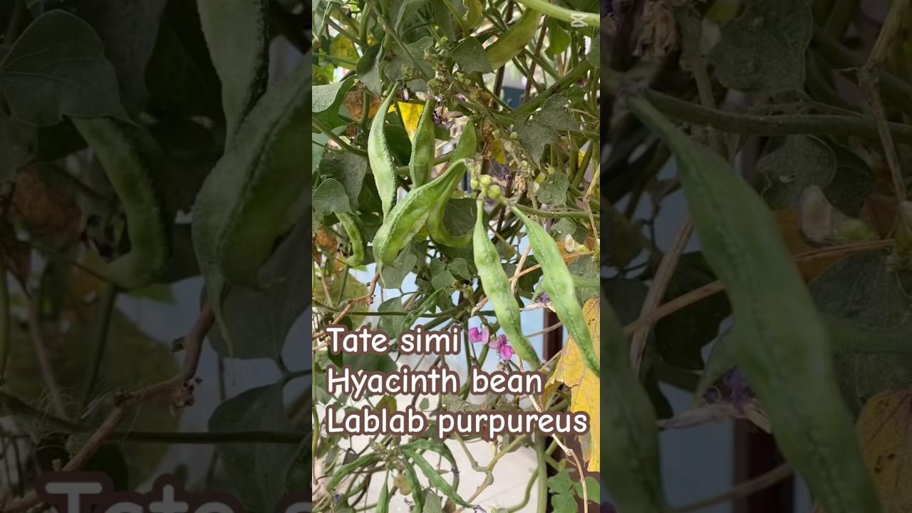 Lablab purpureus | hyacinth bean | tate simi टाटेसिमी | sem phali | lablab bean