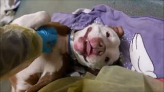 Tye - A1100493 - Brooklyn Acc