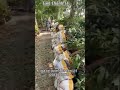 Mai giảo thủ đức 1 cốt tàng thông // giá tại vườn Tâm Thành TV #shoprts