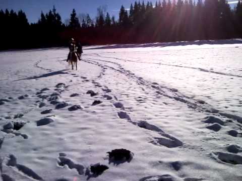 Winterwonderland Shire Horse