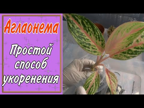 АГЛАОНЕМА /ПРОСТОЙ СПОСОБ УКОРЕНЕНИЯ/КОМНАТНЫЕ ЦВЕТЫ