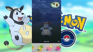 Pokémon Go SPOTLIGHT HOUR - CATCH SHINY MILTANK