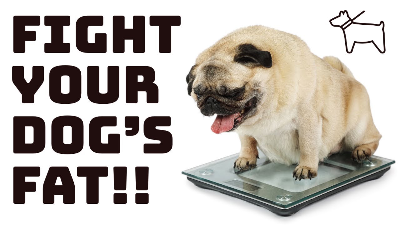 FIGHT DOG FAT!! DOG OBESITY WHAT TO DO ABOUT IT