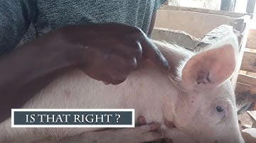 How You Can Vaccinate Your Pigs Even As A Beginner in 2024