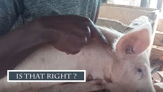 How You Can Vaccinate Your Pigs Even As A Beginner In 2024