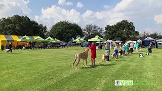 Vereeniging Kennel Club